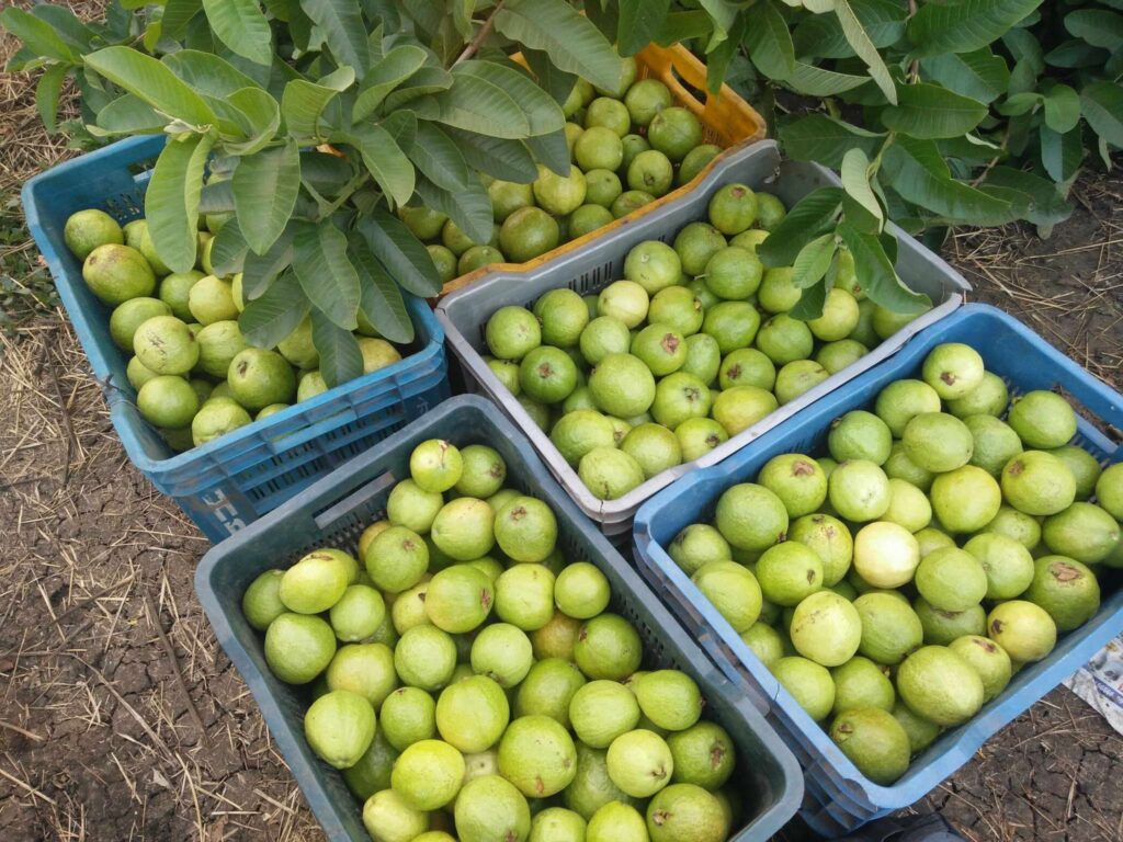 Guava Cultivation Project – 3 Acres Pune