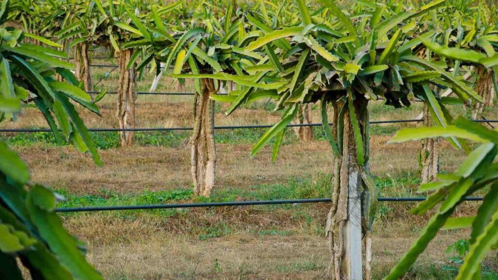 Dragon Fruit Cultivation – Pune, Nashik & Ahilyanagar